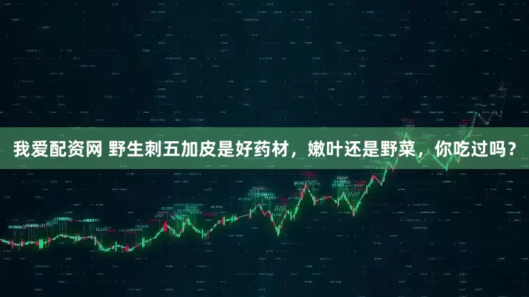 我爱配资网 野生刺五加皮是好药材，嫩叶还是野菜，你吃过吗？